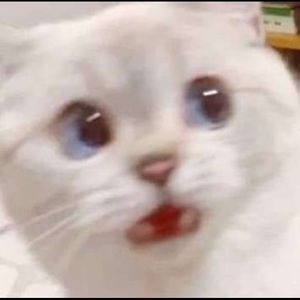 Meet your Posher, Zehra